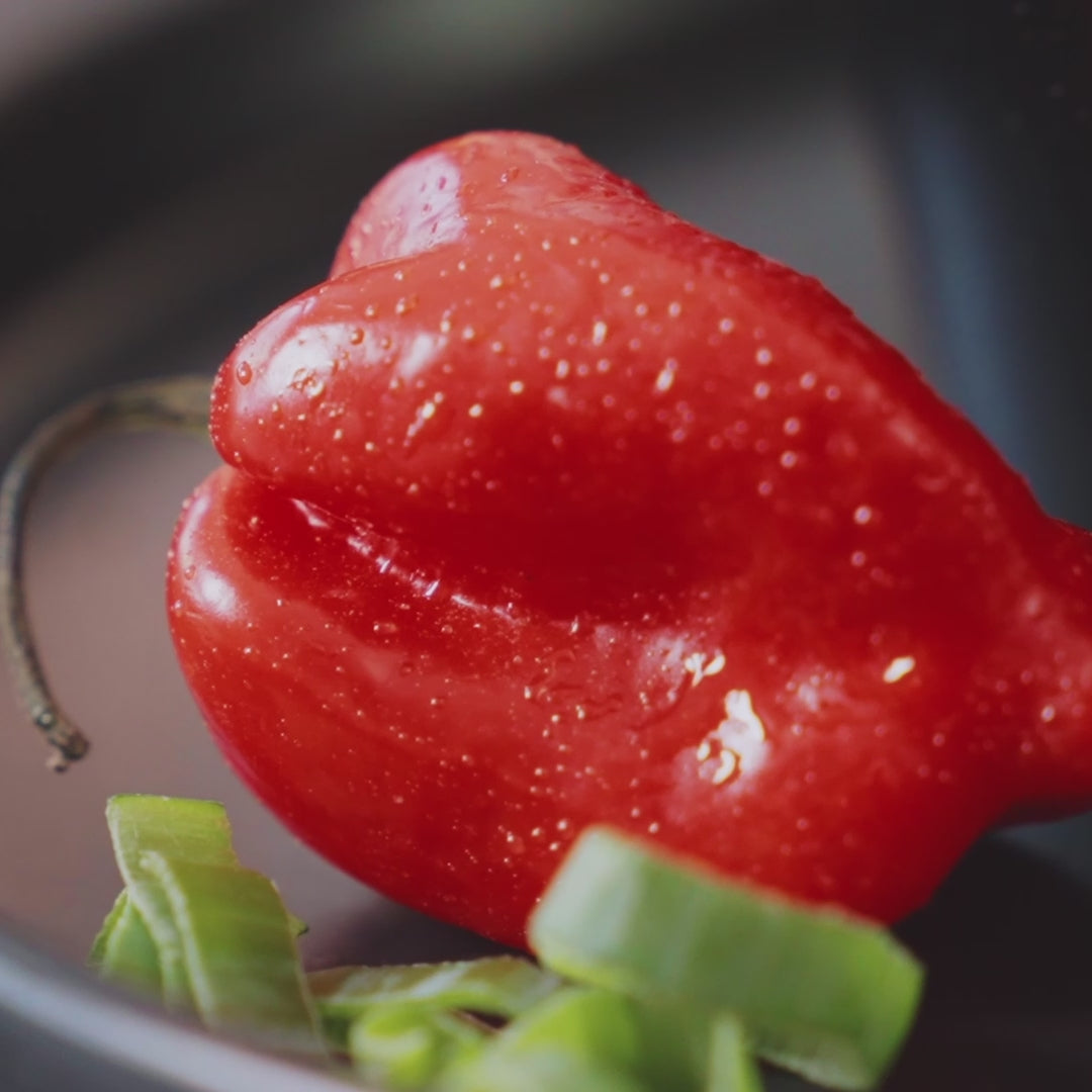 Warmup High Protein Fertiggerichte Suppen Kartoffel Tomate Pilz Kokos vegan 
